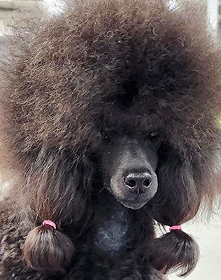 Ch Aurak Indigo Rose