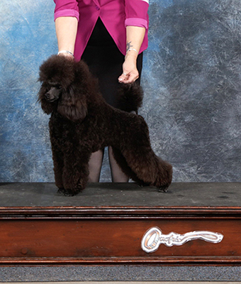 Ch Aurak Indigo Rose