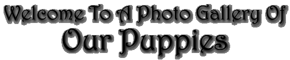 Photo Gallery of Our Puppies