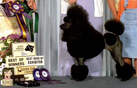 Pollie taking a nice win at the Poodle Club Of Canada Specialty 2007 