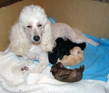 Gracie with 11 day old puppies