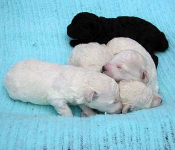 10 day old puppies 