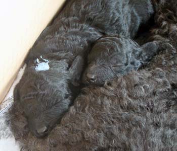 Pollie's first litter, 2 weeks old