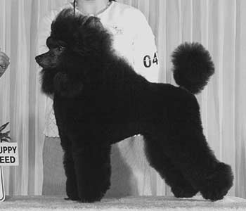 Miniature Poodle, puppy show trim 
CH Enchantment's Aces Wild 
"Rylee"