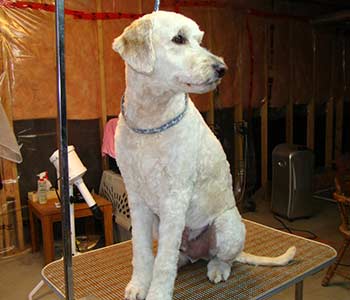 Poodle/Golden Cross "Bear"