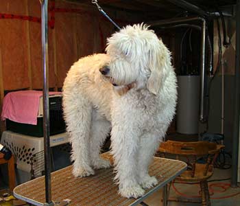 Poodle/Golden Cross "Bear"