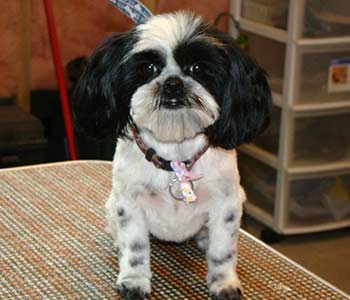Shih Tzu "Deanna"