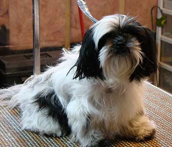 Shih Tzu "Deanna"