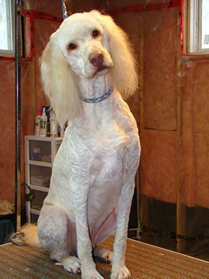 Aussie/Poodle Cross "Aussie"