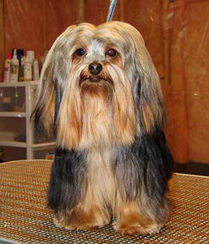 Yorkie "PJ"