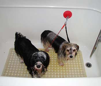 Havanese "Dash and Ali"