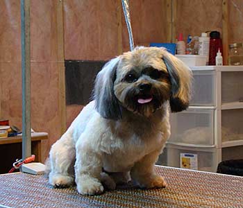 Shih Tzu Cross "Duster"