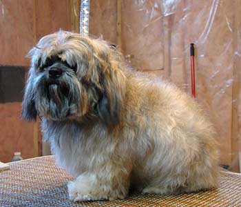 Shih Tzu Cross "Duster"