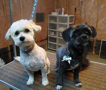 Maltese Cross & Shih Tzu Cross 
"Max & Molly"