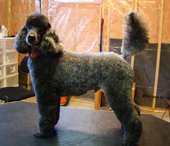 Miniature Poodle, 
an Enchantment puppy, "Jacques"