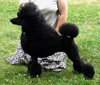 Miniature Poodle, adult show trim
CH Enchantment's Pollie Pocket 
"Pollie"