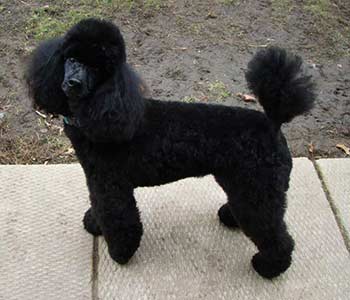 Miniature Poodle 
CH Enchantment Design With Abmaka
"Paisley"