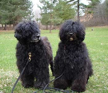 Champion mother and daughter 
Seabury Portuguese Water Dogs 
"Tikka & Ruby"