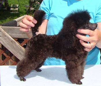 Toy Poodle, an Enchantment puppy
"Fiji"