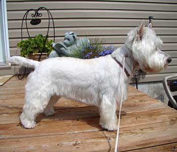 Westie "Lily"