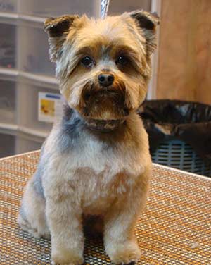 Yorkie "PJ"